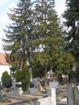 Stromy na hřbitově
